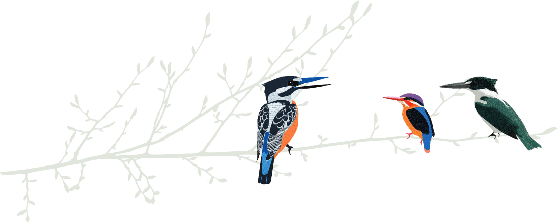 bird-img