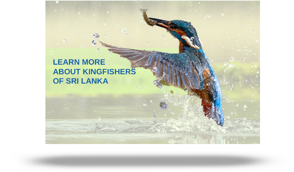 Learn more about kingfishers of Sri Lanka