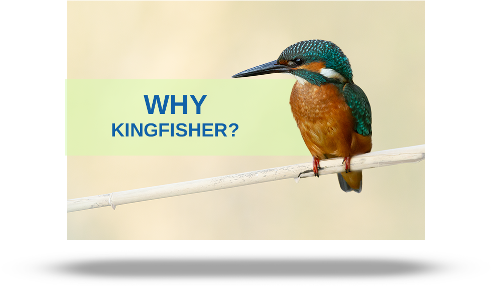 Why kingfisher video thumbnail
