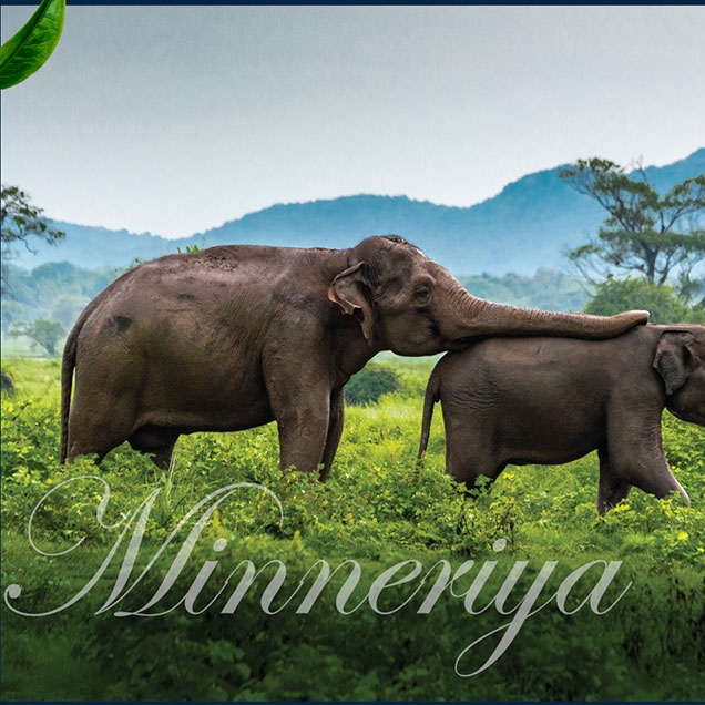 DIMO Lanka Calendar June 2025