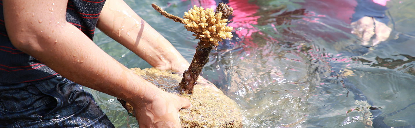 https://www.dimolanka.com/wp-content/uploads/2024/07/Life-to-Reef-1435x445-1.jpg