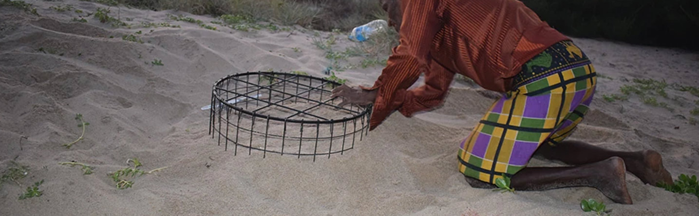 https://www.dimolanka.com/wp-content/uploads/2024/07/Turtle-Conservation-Project-1435x445-1.jpg