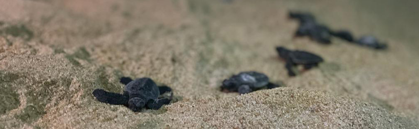 https://www.dimolanka.com/wp-content/uploads/2025/09/Turtle-Conservation-Project-1435x445-1.jpg
