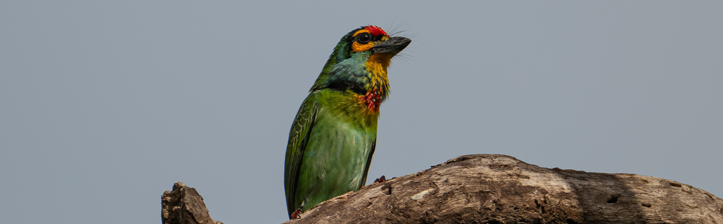 https://www.dimolanka.com/wp-content/uploads/2026/08/Field-Visit-to-Gothatuwa-Wetland-1435x445-1.jpg